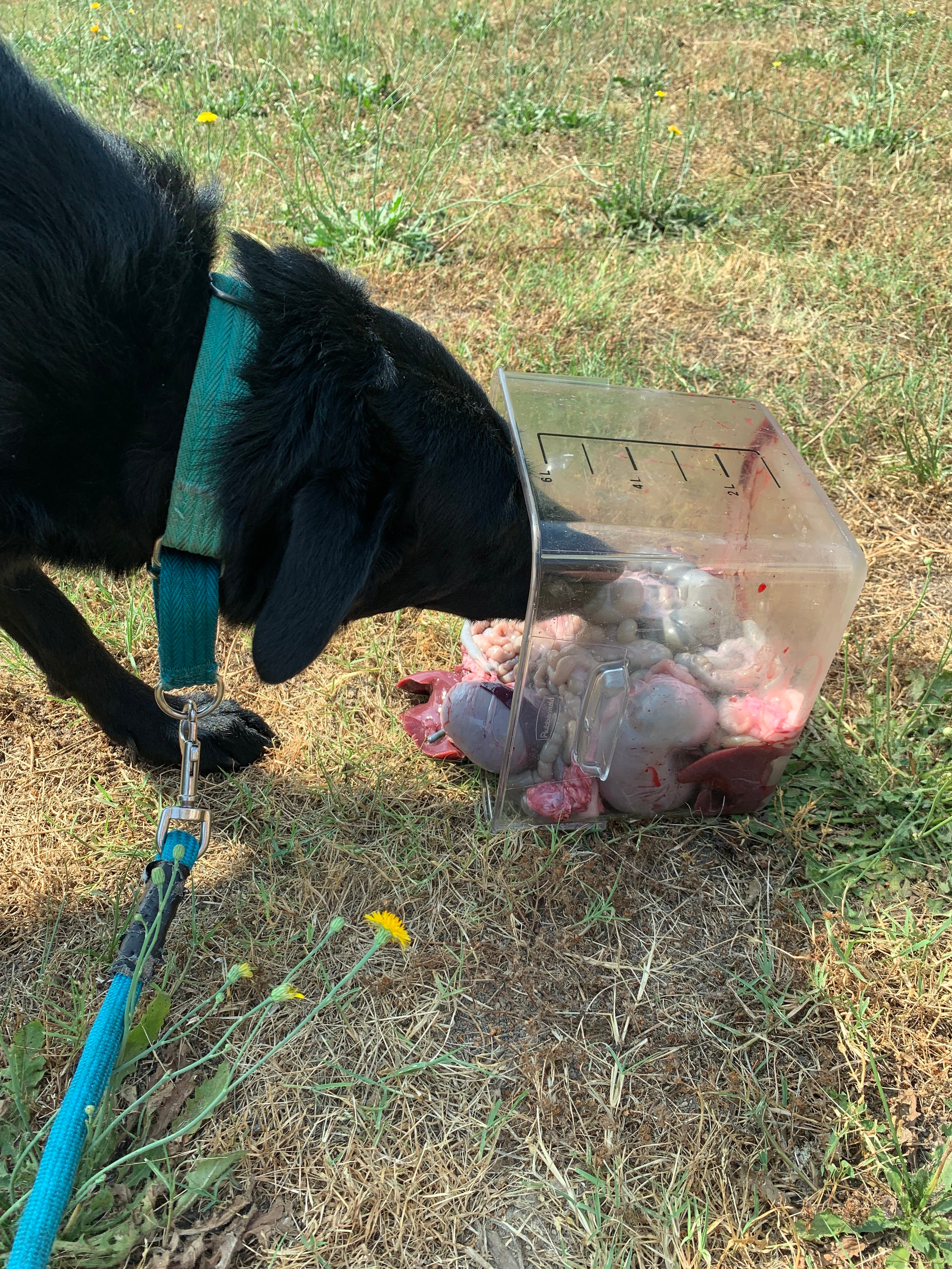 rabbit processing